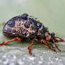 Tiny Beetle In The Rain