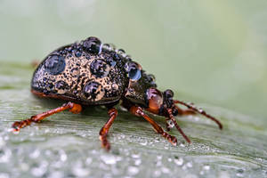 Tiny Beetle In The Rain