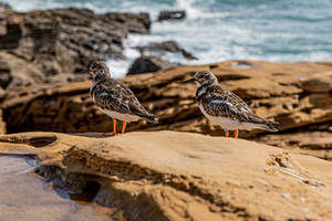 Sand Piper