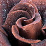 Rose Covered With Dew