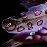 Smooth Petals