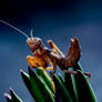 Tiny Mantis