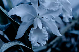 White Cattleya Orchid