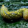 Caterpillar
