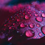 Purple Dew