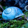 Forest Floor
