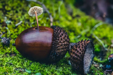 Tiny Shroom