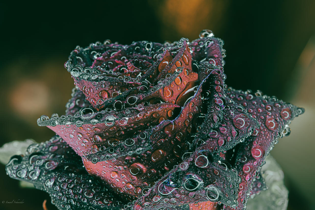 Rose Dew