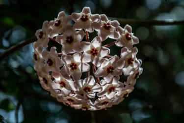 porcelain flower