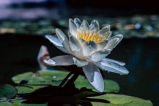 Water Lilly