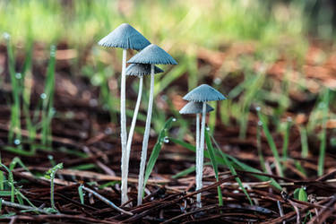 Mushroom Family