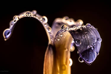 Shiny Drops
