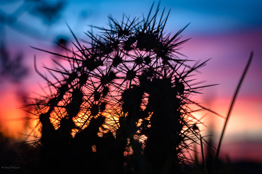 Cactus Sunset Silhouette