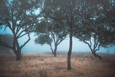 Dancing Trees 