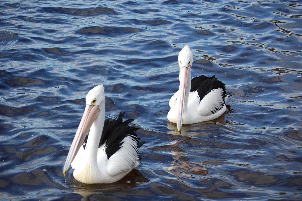 Australian Pelicans