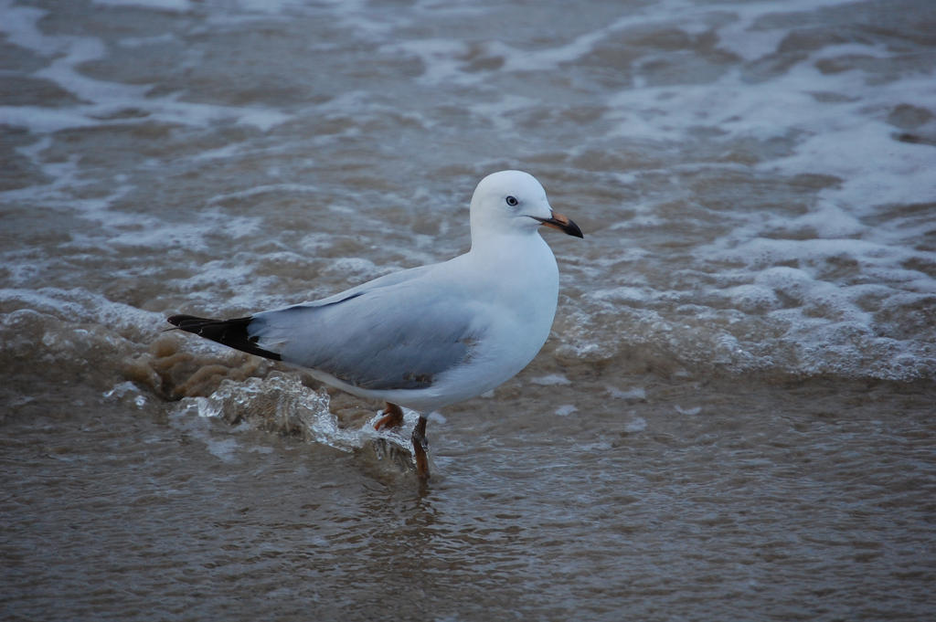 Juvenile Silver Gull in Vic