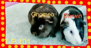 Darwin and Gnomeo