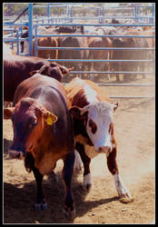 Cranky Steers