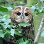 Tawny Owl