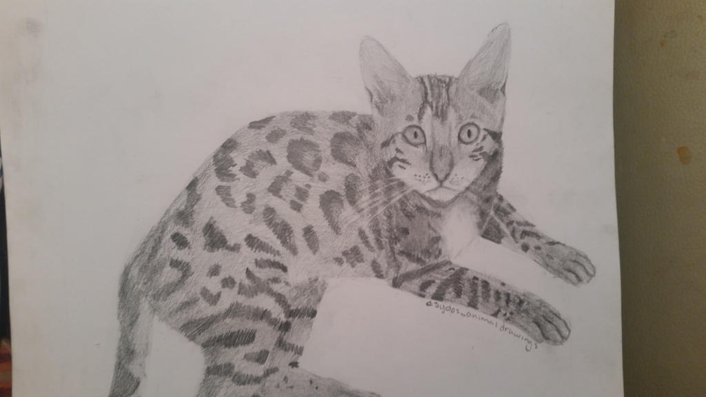 Bengal Cat By Sydosanimaldrawings On DeviantArt bengal-cat-by-sydosanimaldrawings-on-deviantart