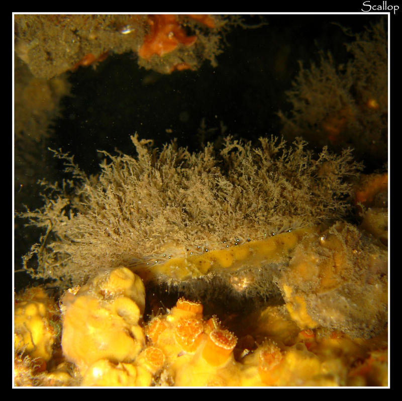 Hairy Scallop