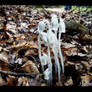 Indian Pipe