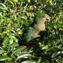 Lorikeet 2