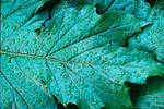 Leaf Droplet - Wollongong NSW by ebbenjay