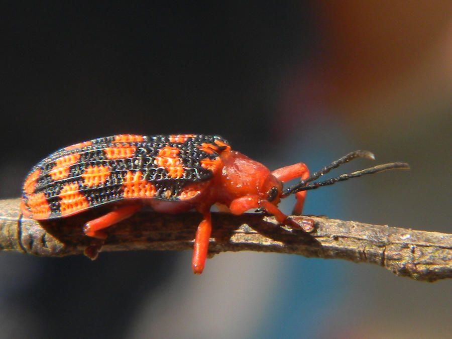 Brazilian Blister Beetle.