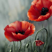 Red Poppies 