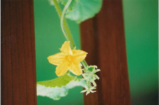 Cucumber Blossom