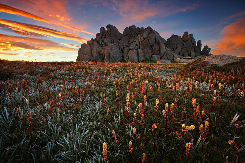 Wild Flower by timbodon Wild Flower by timbodon
