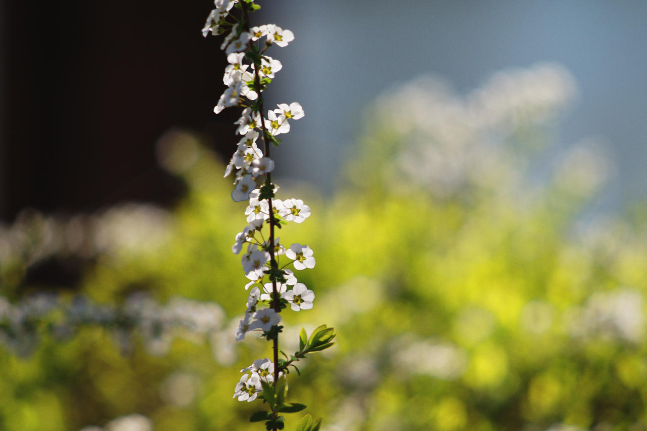 COSINA COSINON AUTO 50mm f1.8 by VincaRos on DeviantArt