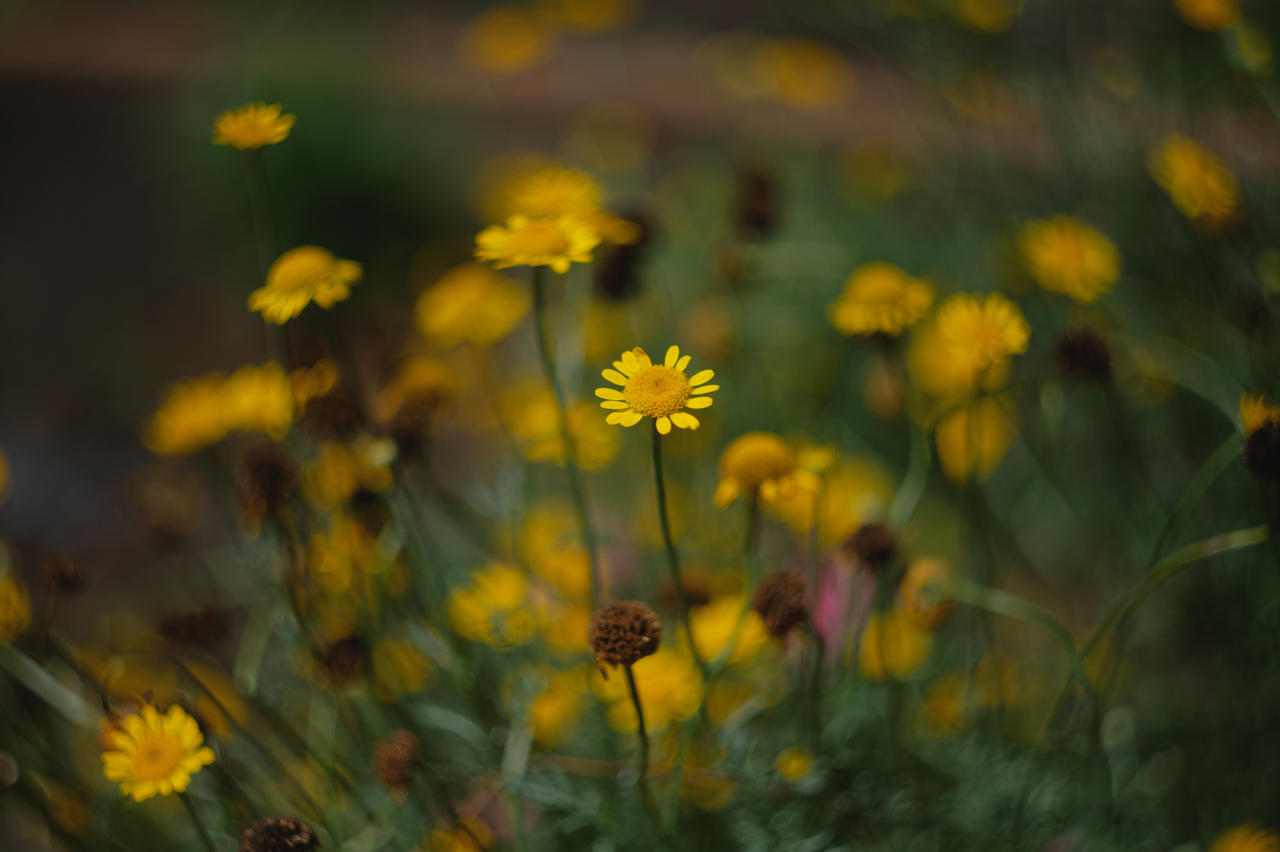 Helios 44 Examples HELIOS-44-2 58mm F2 by VincaRos on DeviantArt