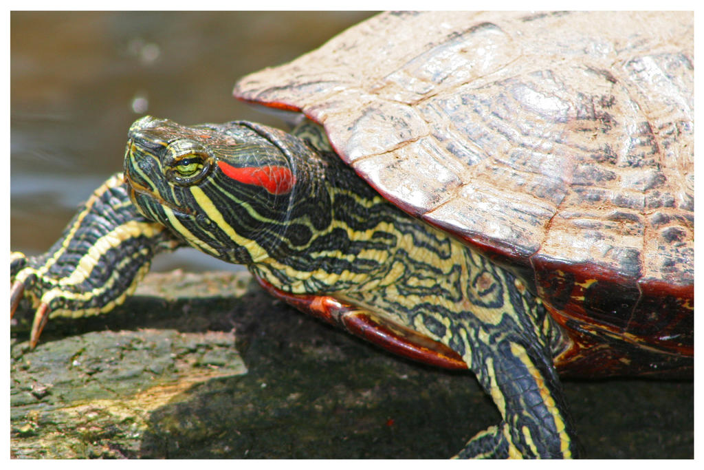 red-eared slider.