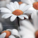Daisyness by notoca