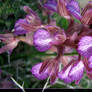 Orchis caspia