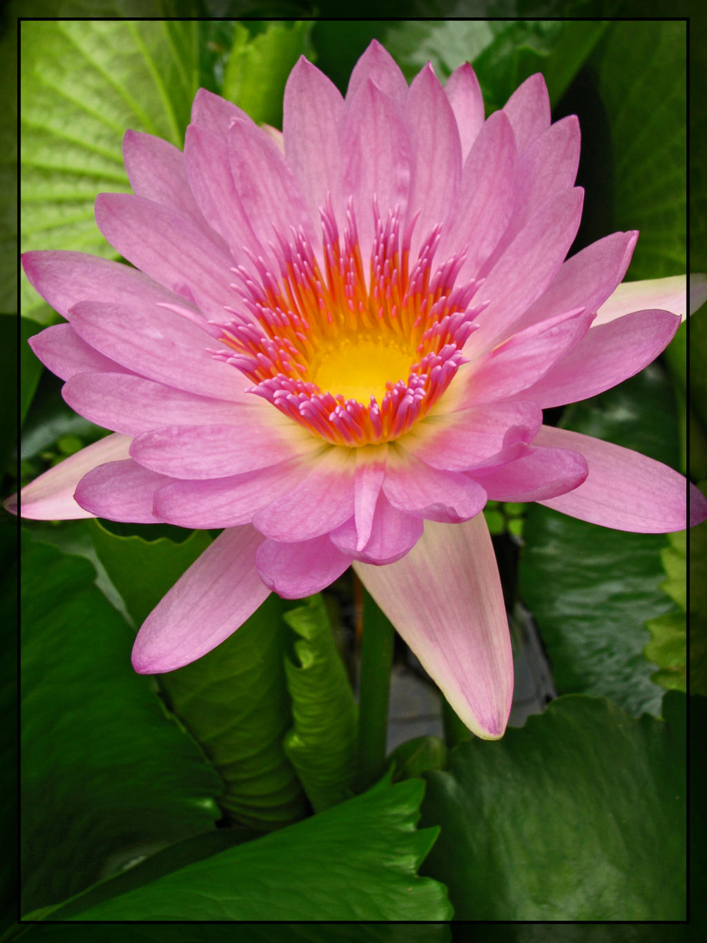 Pink Water-Lily