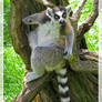 Ring-tailed Lemur.