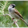 Sparrow 2