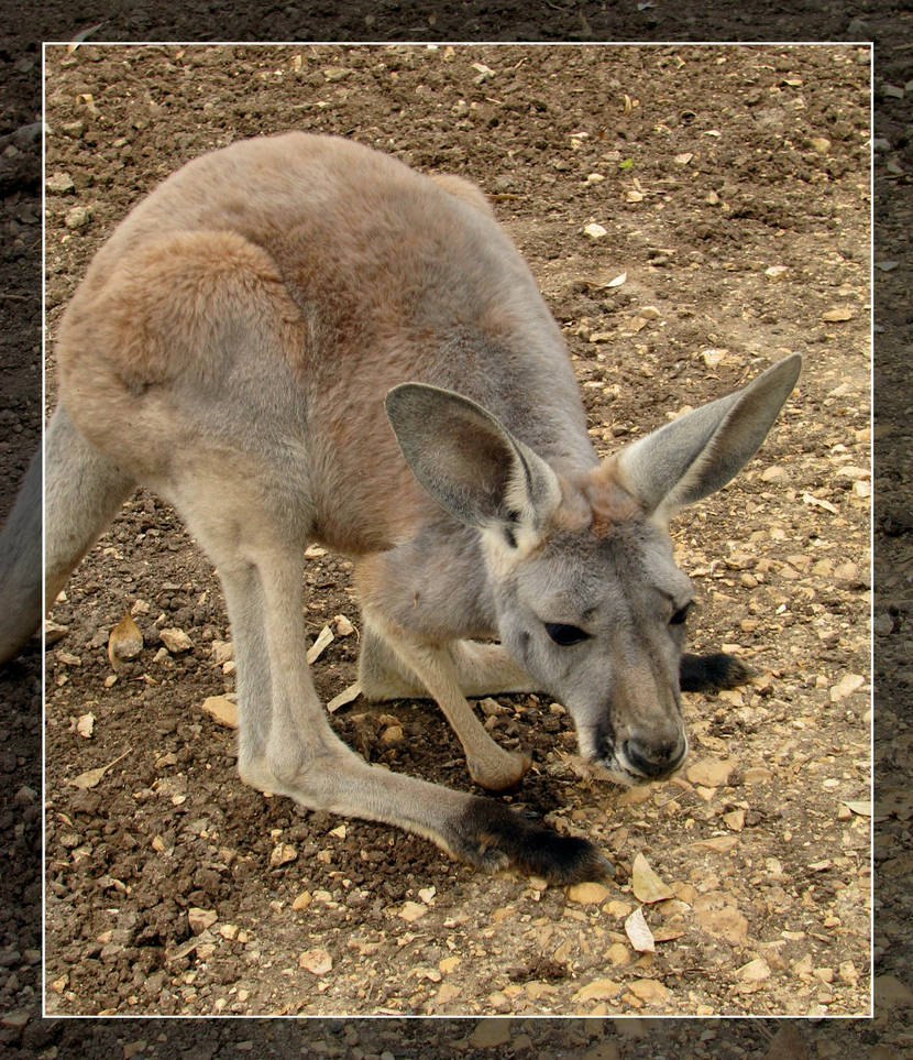 Baby Tree Roo Baby Roo by maska13 on DeviantArt