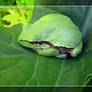 Tree Frog