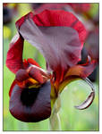 Iris atropurpurea by maska13