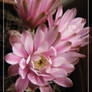 Cactus in bloom