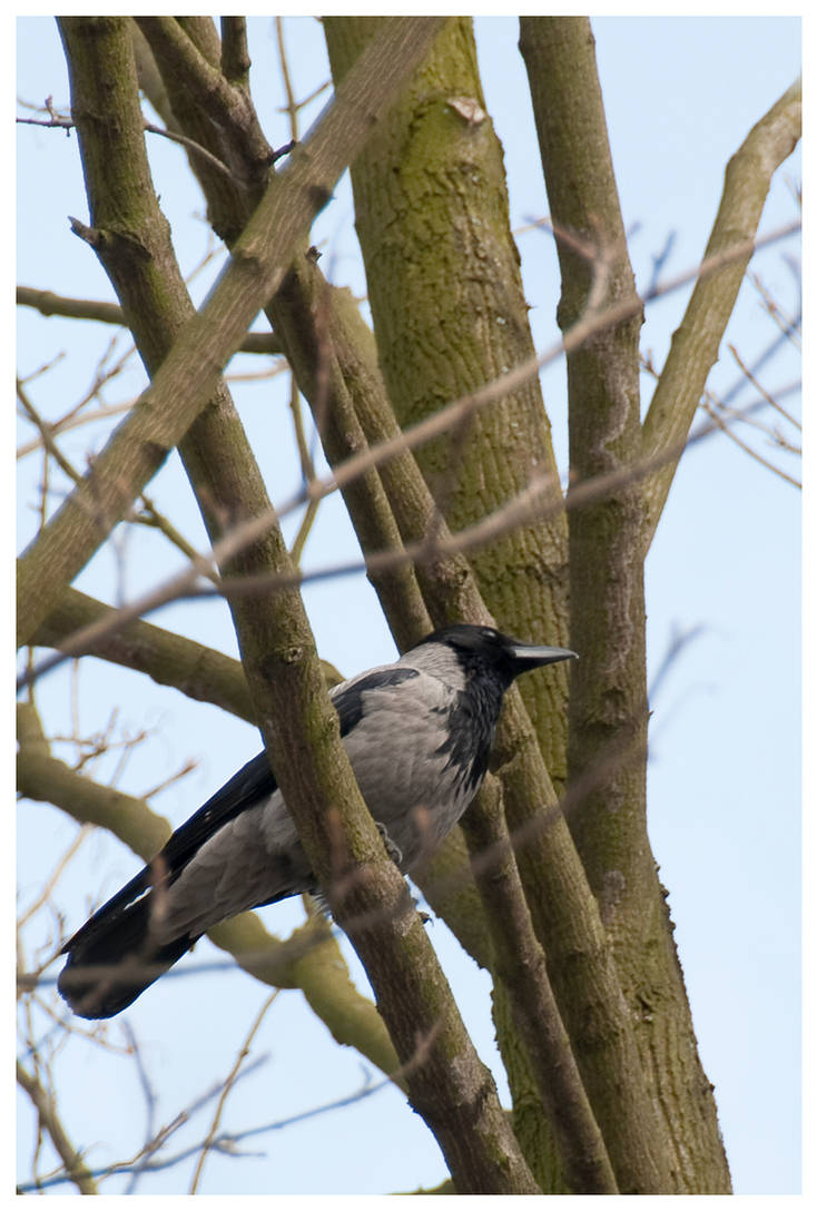 Corvus cornix by kkokosz-birds on DeviantArt
