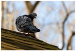 Columba livia by kkokosz-birds