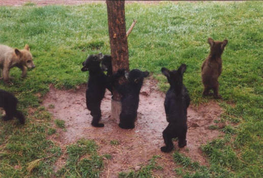 Bear Cubs