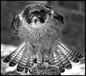 Peregrine