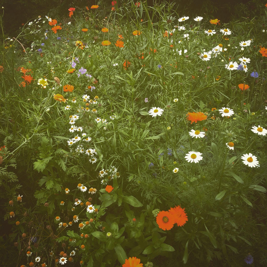 Wild summer flowers by Raffo-no1 on DeviantArt