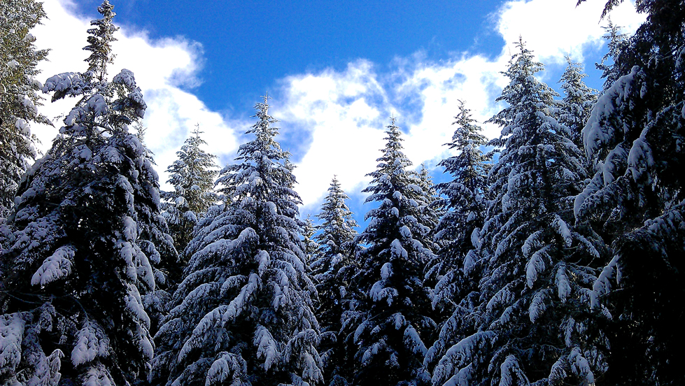 Fir Trees Covered in Snow